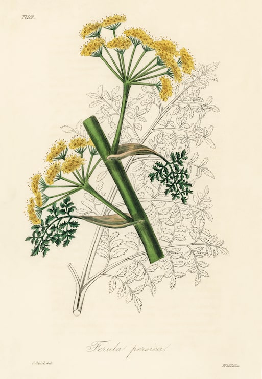 Bezpłatny plik Zdjęcie ferula persica illustration from medical botany (1836) 