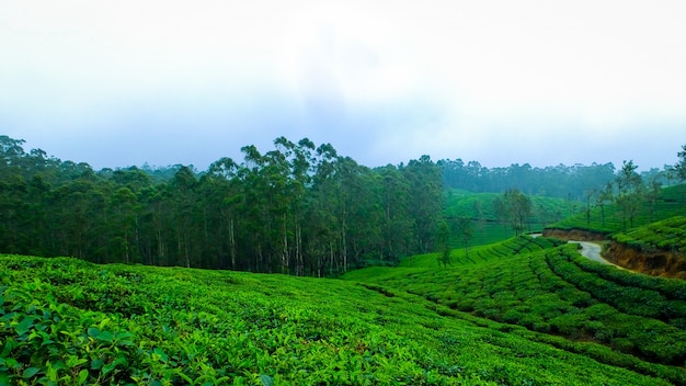 Bezpłatny plik Zdjęcie mgła natura lasów lasów india