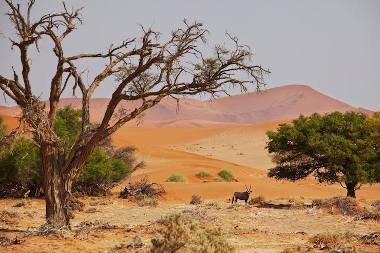 Bezpłatny plik Zdjęcie namib