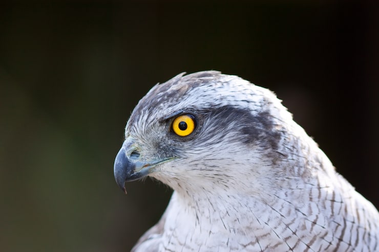 Bezpłatny plik Zdjęcie zamknij się hawk goshawk