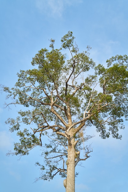 Foto gratuito el árbol.