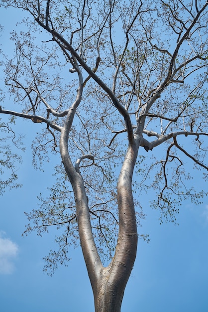 Foto gratuito el árbol.