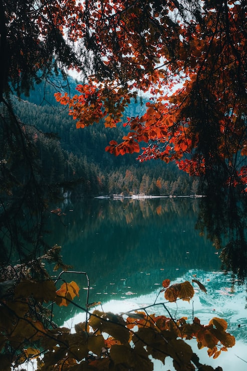 Foto gratuito árboles marrones y verdes junto al río durante el día