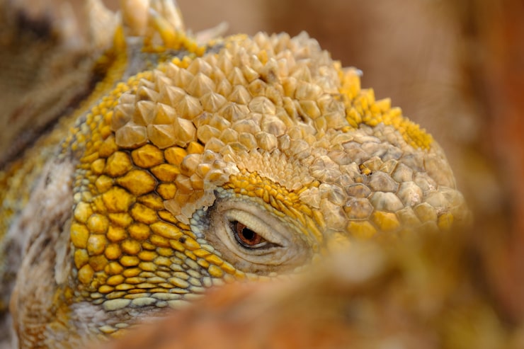 Photo Gratis bidikan close-up kepala iguana kuning