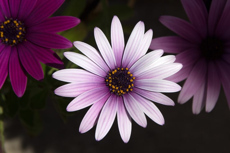 Photo Gratis bunga aster euryops ungu