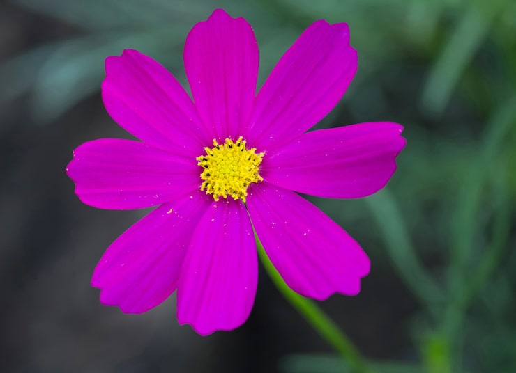 Photo Gratis bunga cosmos