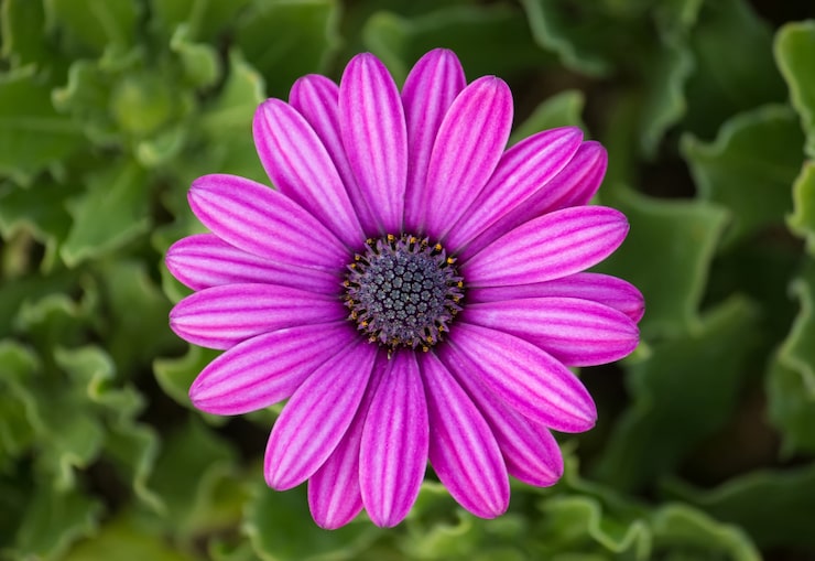 Photo Gratis bunga daisy osteospermum ungu