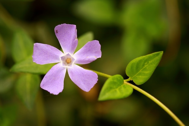 Photo Gratis bunga lilac