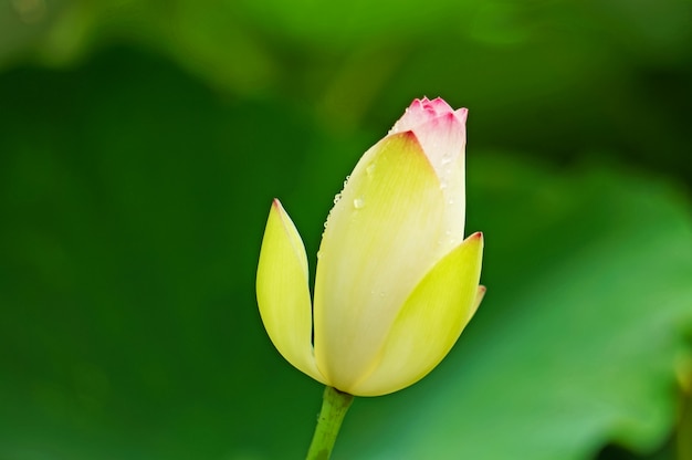 Photo Gratis bunga mekar