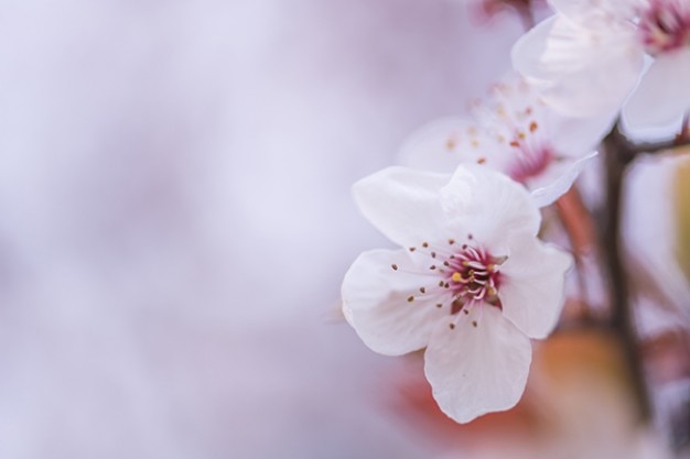 Photo Gratis bunga sakura close-up