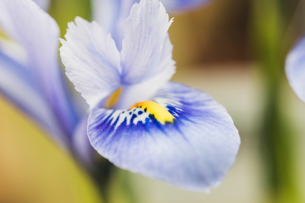 Photo Gratis bunga segar biru yang indah