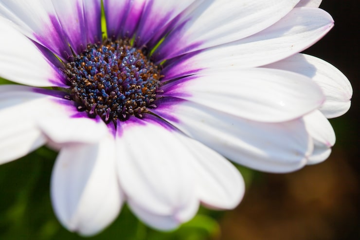 Photo Gratis bunga