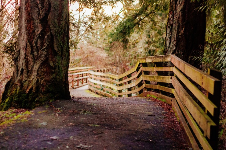 Foto gratuito camino estrecho en un bosque con una valla de tablones de madera