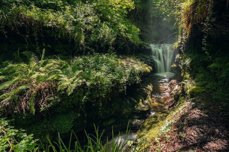 Foto gratuito cascada en zona forestal con mucha vegetación