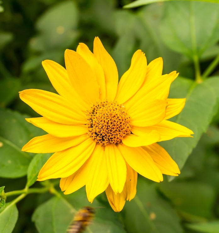 Photo Gratis close up bunga daisy kuning cantik dengan daun hijau