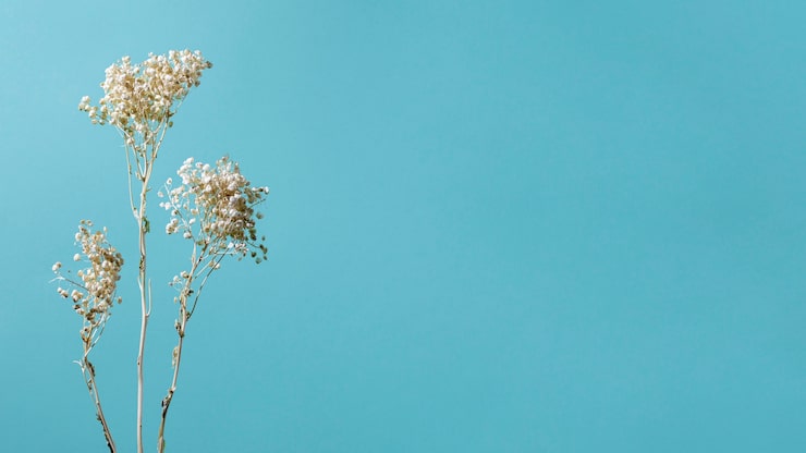 Foto gratuito composición mínima de la planta natural en un fondo monocromático
