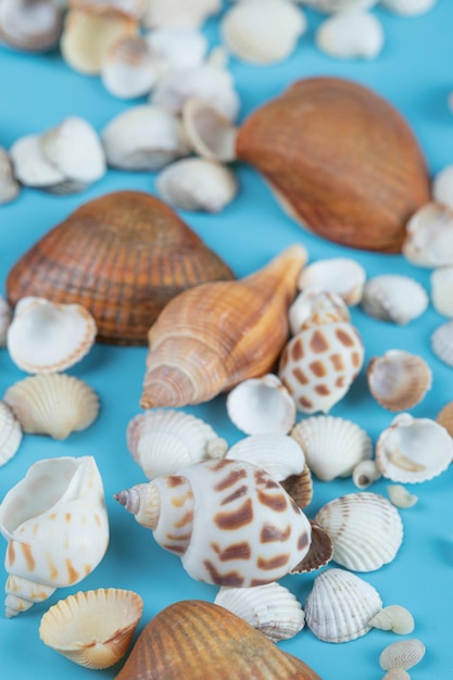 Foto gratuito conchas de mar marrón y blanco sobre azul.