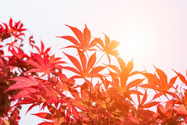 Photo Gratis daun merah