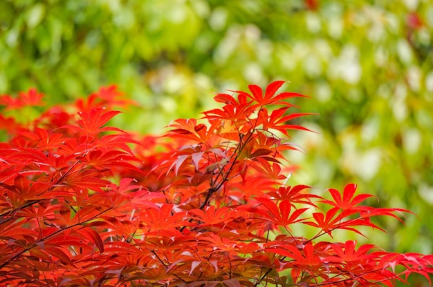Photo Gratis daun merah