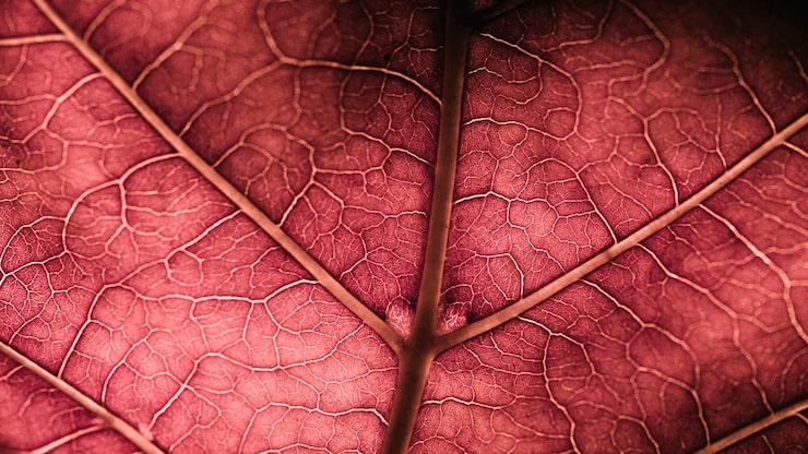 Photo Gratis detail daun merah