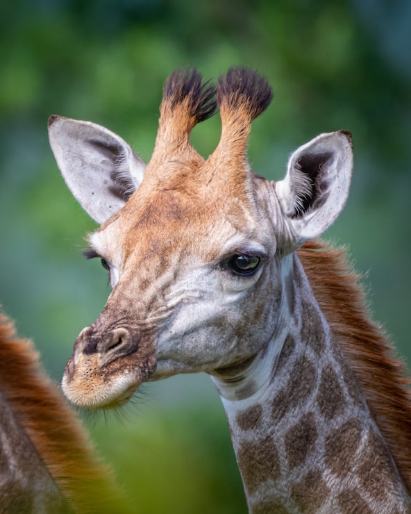 Foto gratuito disparo de enfoque selectivo vertical de una jirafa con árboles
