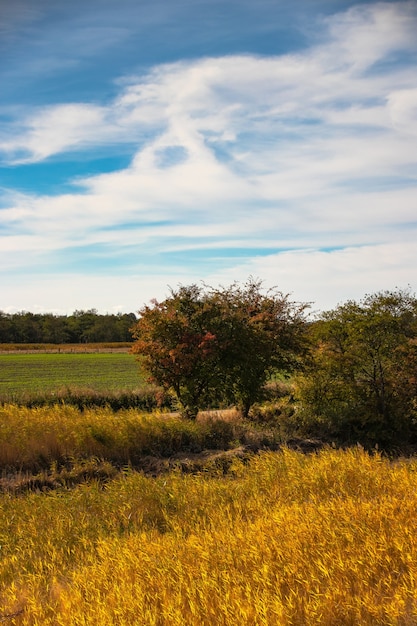Foto gratuito disparo vertical de un campo con árboles y un cielo azul