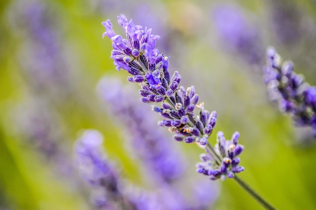 Foto gratuito enfoque superficial de una flor violeta en una pared borrosa verde