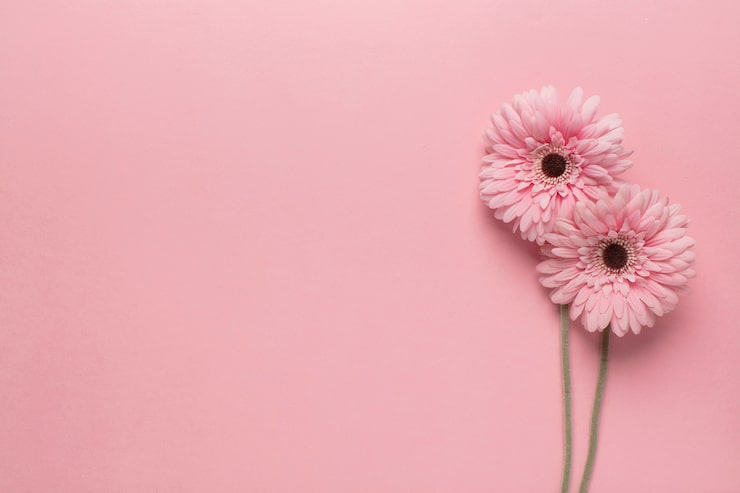 Foto gratuito flores de color rosa en rosa
