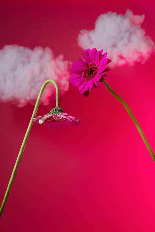 Foto gratuito flores de gerbera con fondo rosado