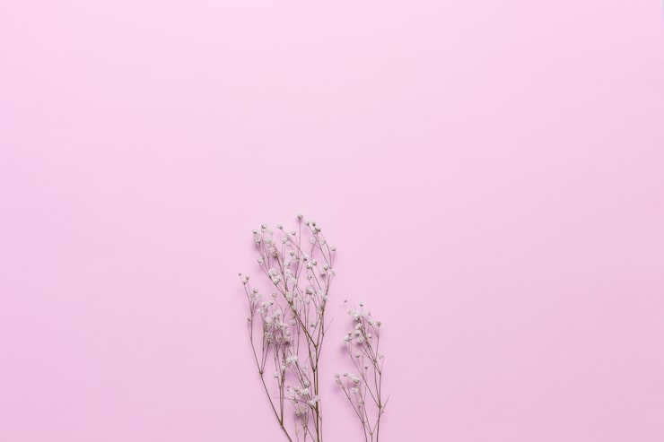 Foto gratuito las flores