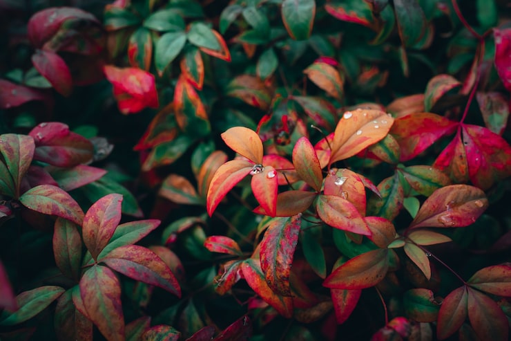 Foto gratuito fotografía de cerca de las coloridas hojas de otoño en un jardín