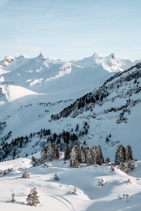 Foto gratuito fotografía vertical de árboles altos en invierno