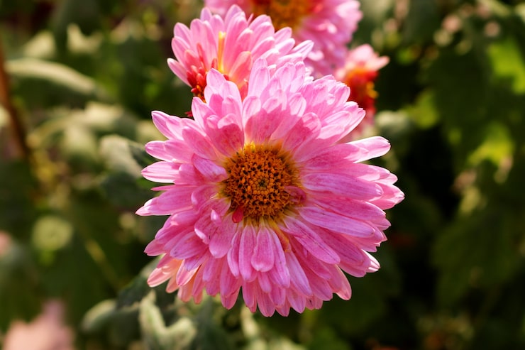 Photo Gratis gerbera daisy 