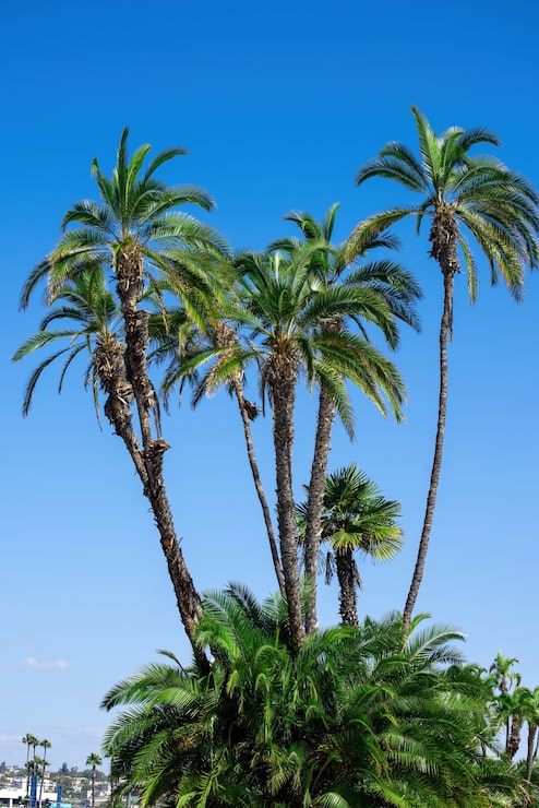 Foto gratuito hermosas y altas palmeras en san diego