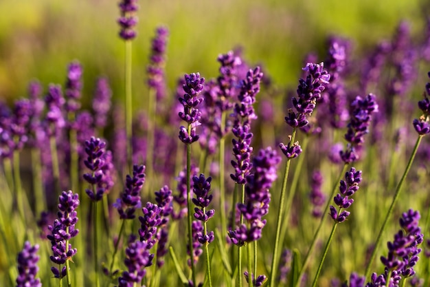 Foto gratuito hermosas plantas de lavanda de alto ángulo