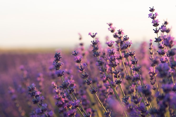 Foto gratuito hermosas plantas de lavanda borrosas
