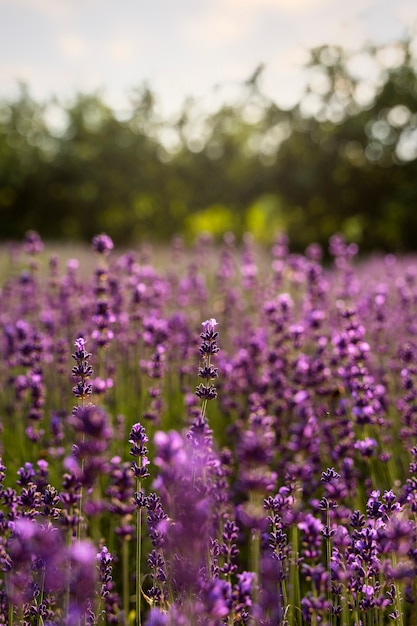 Foto gratuito hermoso campo de lavanda borroso de alto ángulo
