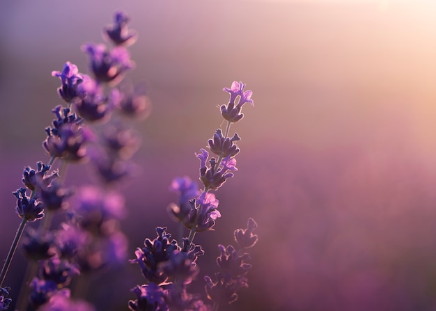 Foto gratuito el hermoso campo de lavanda borroso