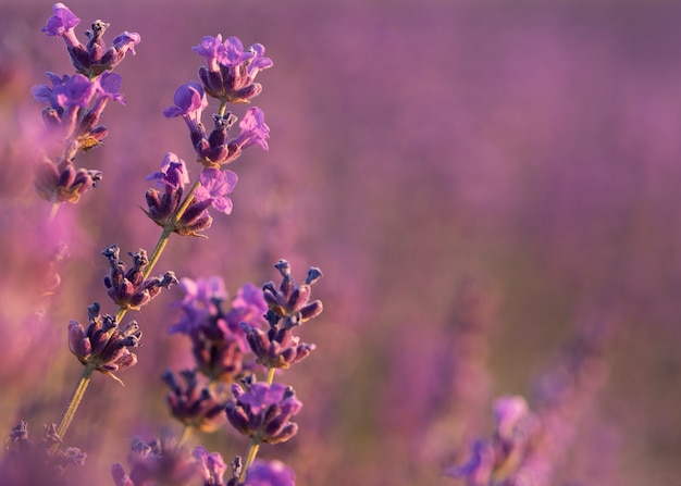 Foto gratuito el hermoso campo de lavanda de cerca