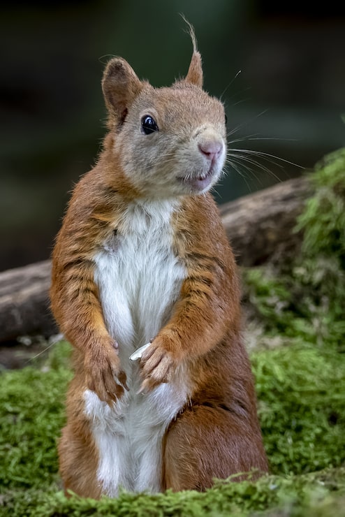 Foto gratuito hermoso primer plano vertical de una curiosa ardilla en un bosque
