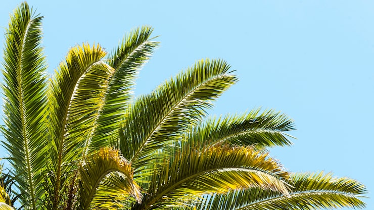 Foto gratuito hojas de palmera al aire libre bajo el sol