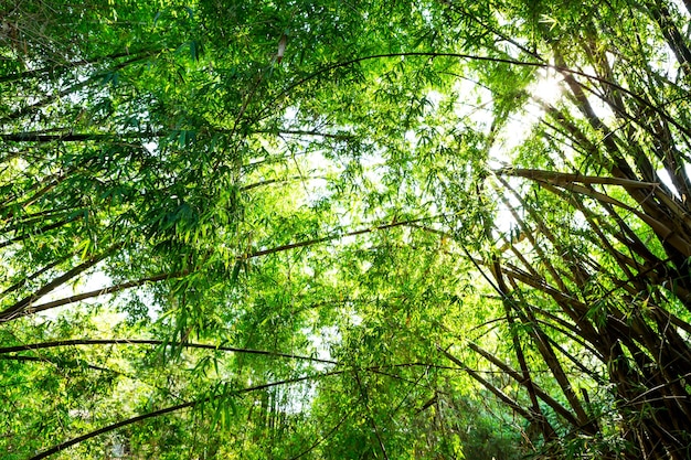 Photo Gratis hutan bambu