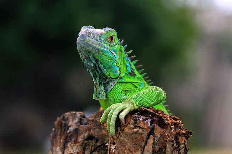 Foto gratuito iguana verde closeup en madera animal closeup reptil closeup