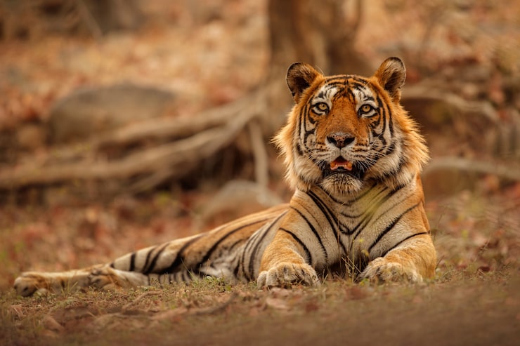 Foto gratuito el increíble tigre de bengala en la naturaleza