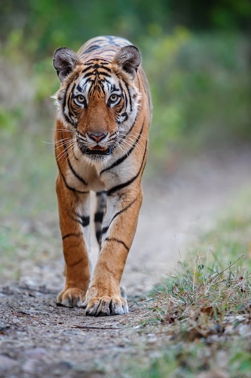 Foto gratuito el increíble tigre de bengala en la naturaleza