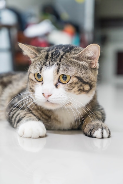 Photo Gratis kucing abu-abu yang lucu