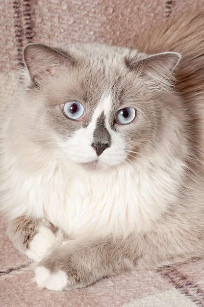 Photo Gratis kucing krem berbaring di sofa