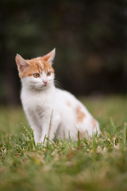 Photo Gratis kucing menggemaskan menikmati alam bebas