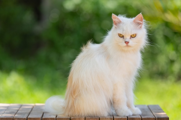 Photo Gratis kucing putih di taman