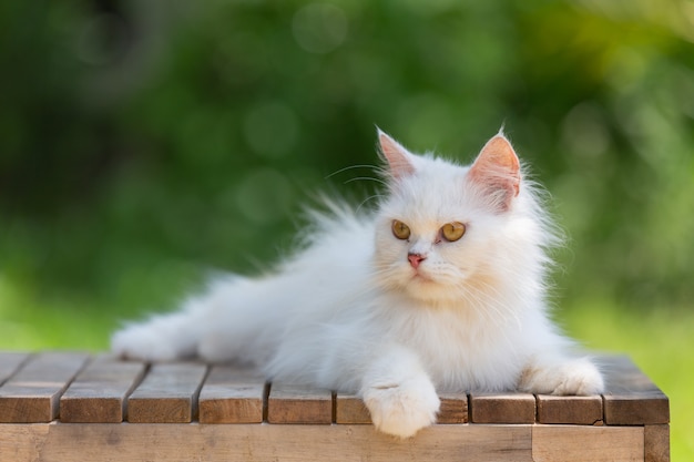 Photo Gratis kucing putih di taman